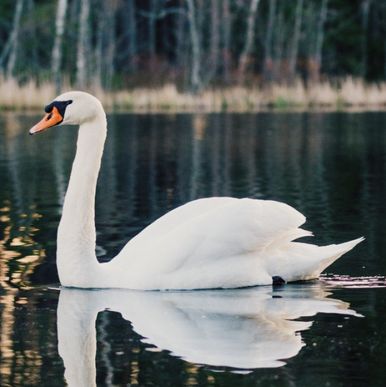 Capturing Memories with Style